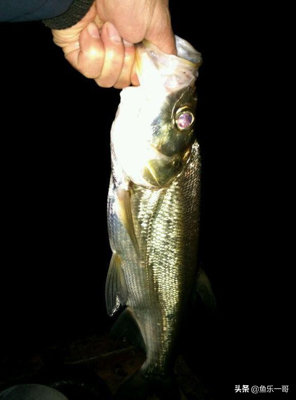 钓鱼一哥全部作品,河道钓翘嘴的正确方法与技巧