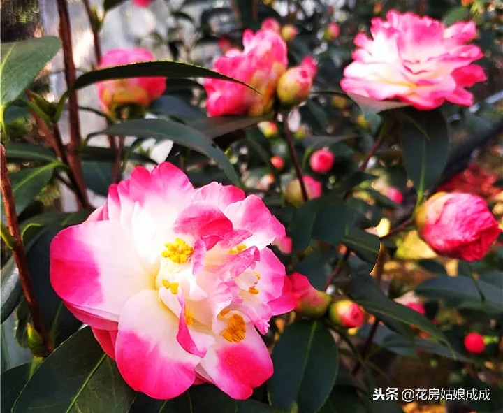 茶花要怎么养才开花,茶花如何才能开花多一点