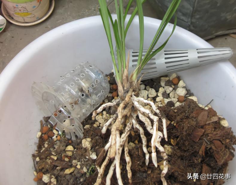 赤诚兰花上盆技巧,兰花如何养出爆盆的水晶根