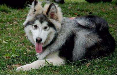 狗狗生理常识各位铲屎官都知道吗,生殖功能怎么保护