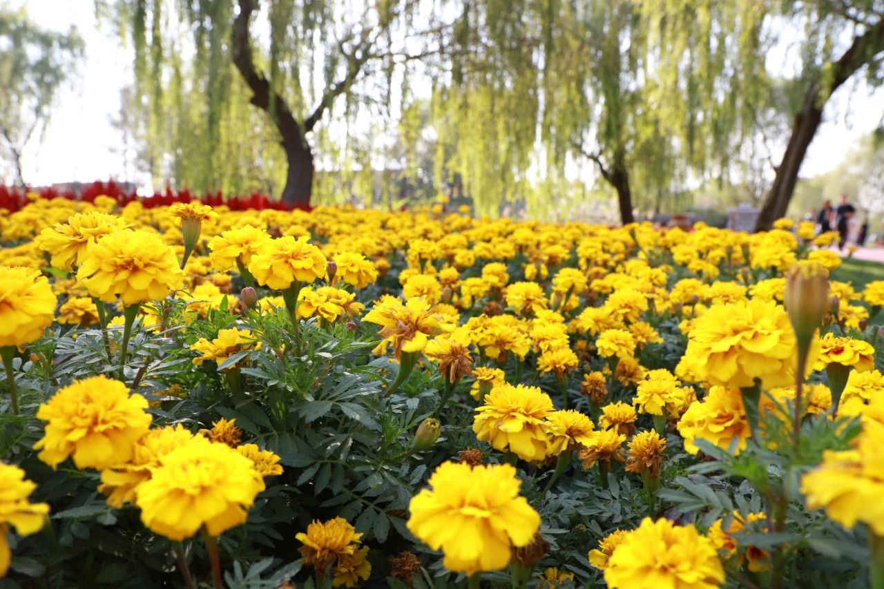 山东王屋湖国家湿地公园,山东最美湿地公园