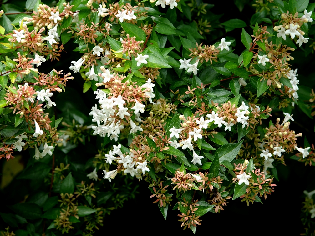 降龙木花树,降龙木树花图片