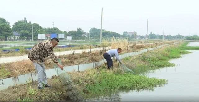 无水小龙虾养殖技术,无水稻田养小龙虾