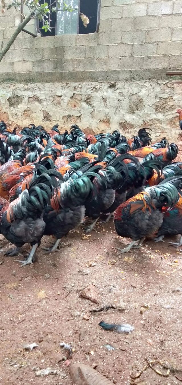 养鸡人：73种养鸡中常用药物，赶紧收藏吧！