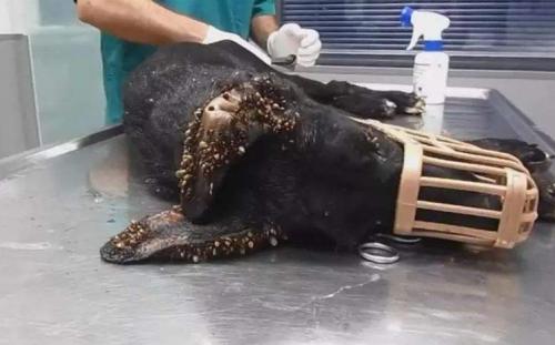 狗狗身上长螨虫该用什么方法解决,狗身上螨虫很严重怎么治