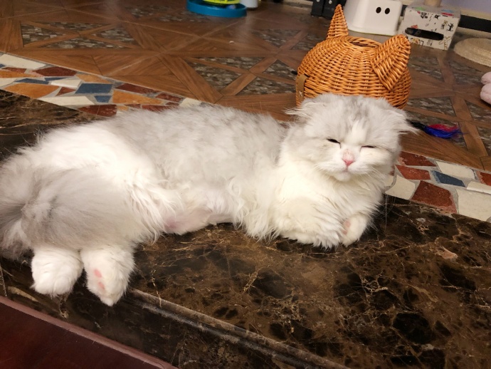 猫咪跳蚤怎么灭杀,猫咪跳蚤怎么彻底清除用什么喷雾