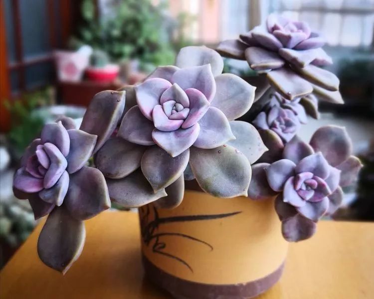 最美的20种多肉,15种最美的多肉