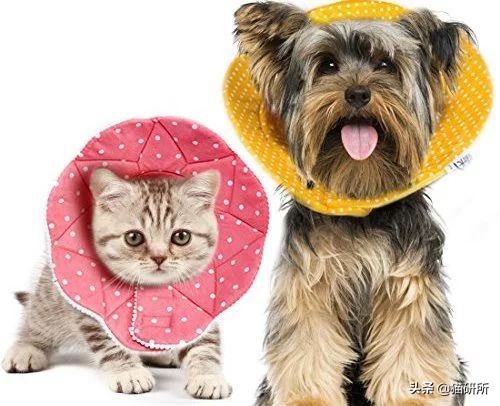 伊丽莎白圈猫咪,伊丽莎白圈有危险吗