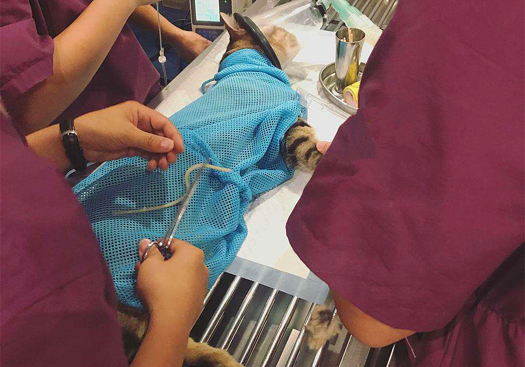 猫咪输尿管堵塞,猫咪尿闭导尿堵塞