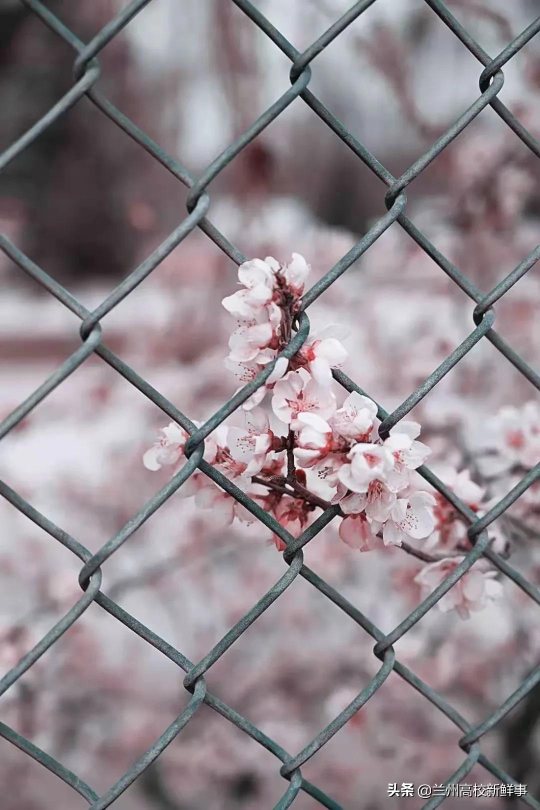 兰财校花,高校校花青春来袭你pick哪一款