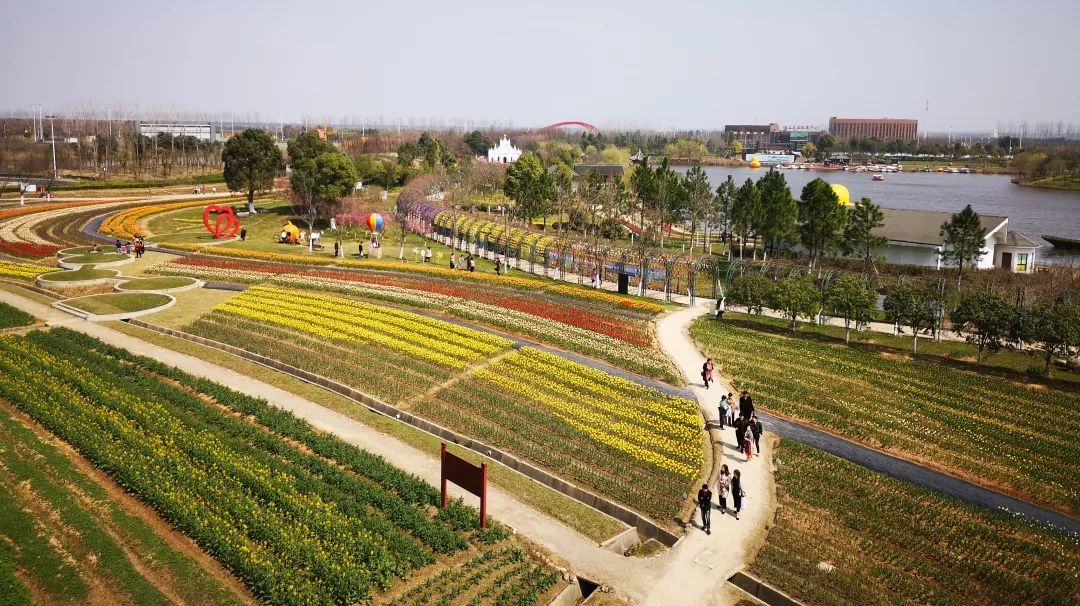 绍兴杭州湾海上花田100万郁金香等你来赏来赴一场春天的约会。
