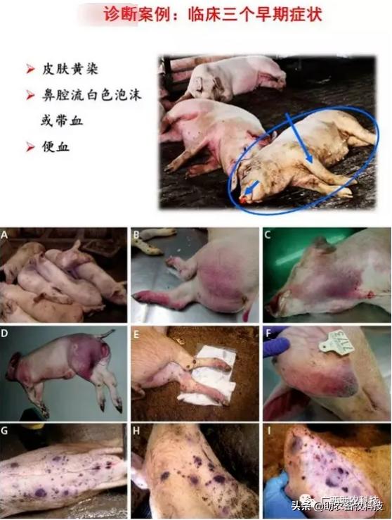 怎么净化非瘟病毒,猪场发生非瘟该如何快速积极应对