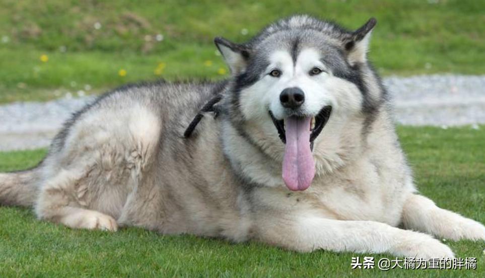 6种“大胃王”狗狗，吃得多还易长胖，一般人养着很吃力，太费钱