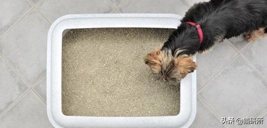 猫砂世界最重要的发明之一,为什么说猫砂是伟大的发明