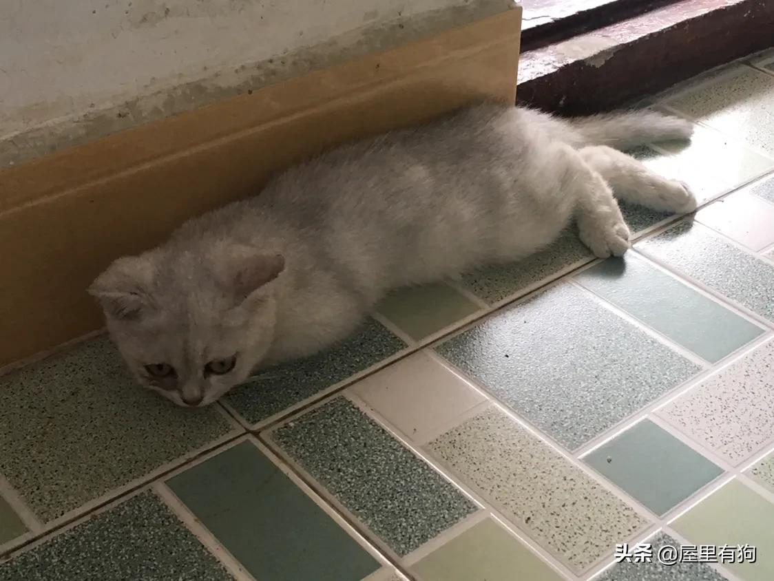 上班族如何给猫咪定时喂食,上班族怎么给猫咪过冬