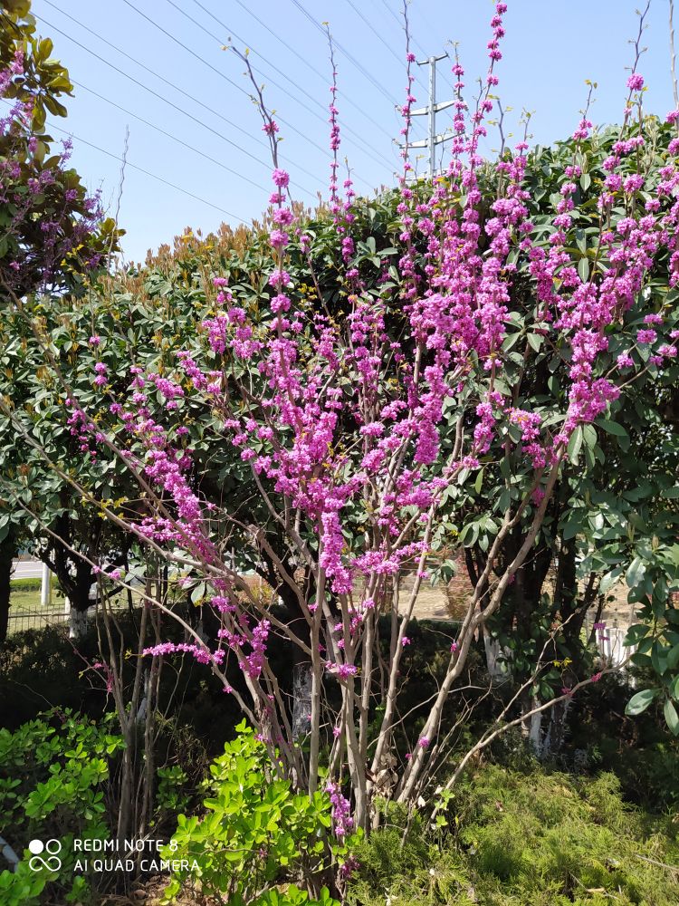 乘风破浪宁静和小花,宁静的小花