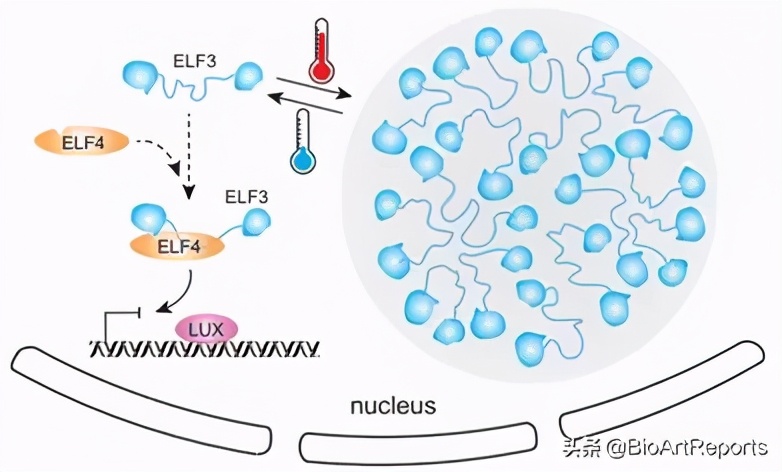 双十一特别献礼：五篇论文齐发！相分离研究再上高楼