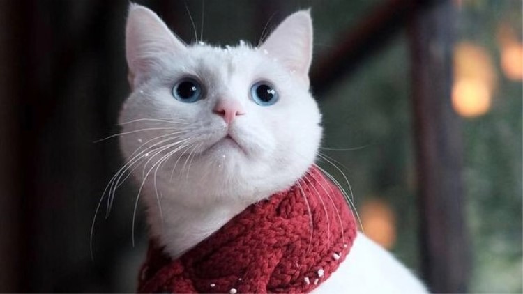 猫咪生病了用什么草药,猫咪提高免疫力药品