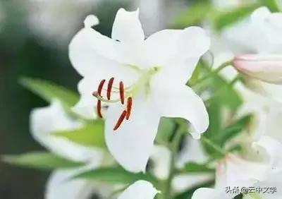 花语大全100种花图片,100种花的花语太全了