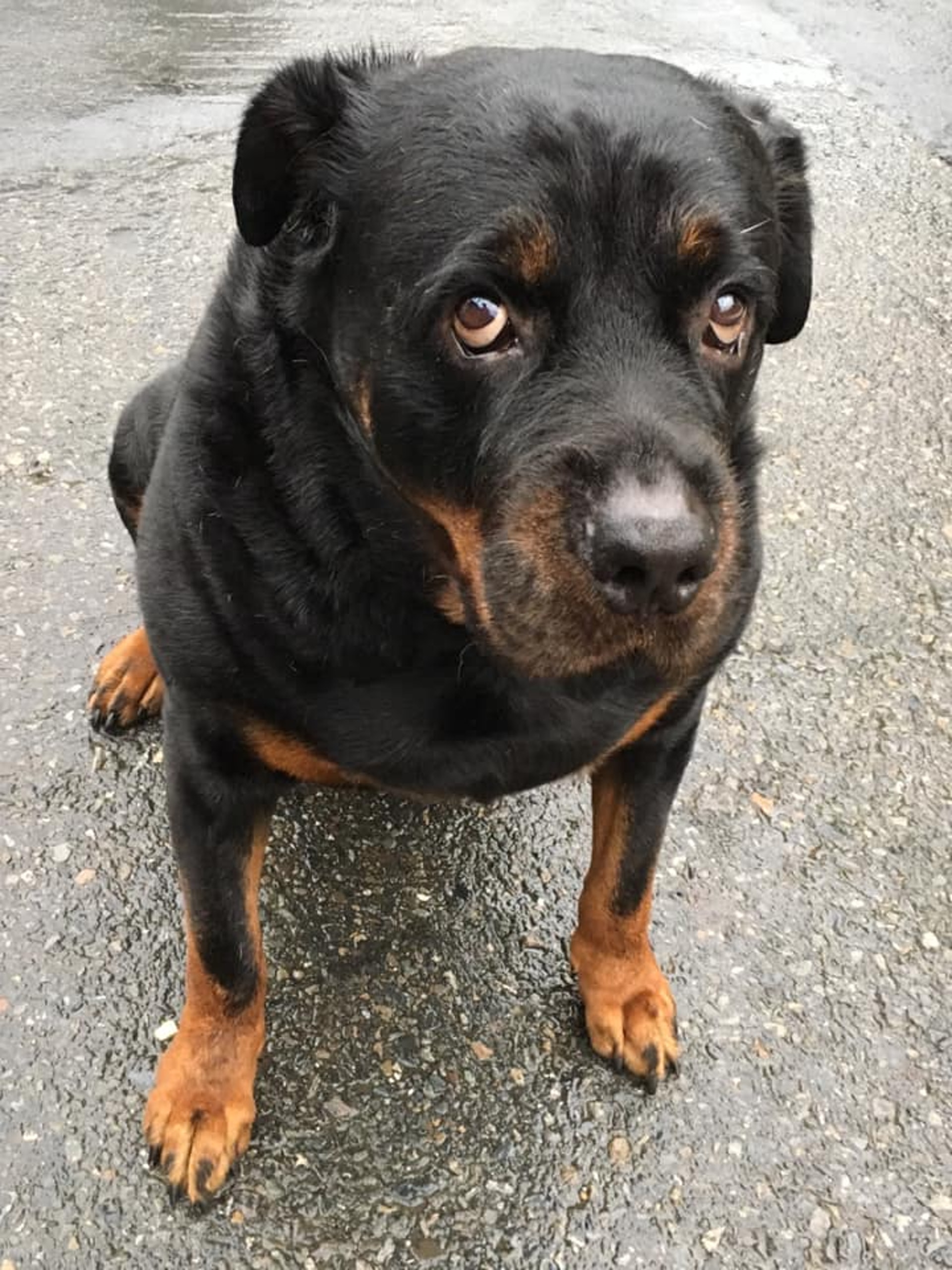 罗威纳成为奶奶的拐杖,120斤罗威纳犬视频