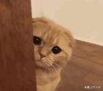 第一次用卫生棉条再加卫生巾吗,第一次用卫生棉条选择