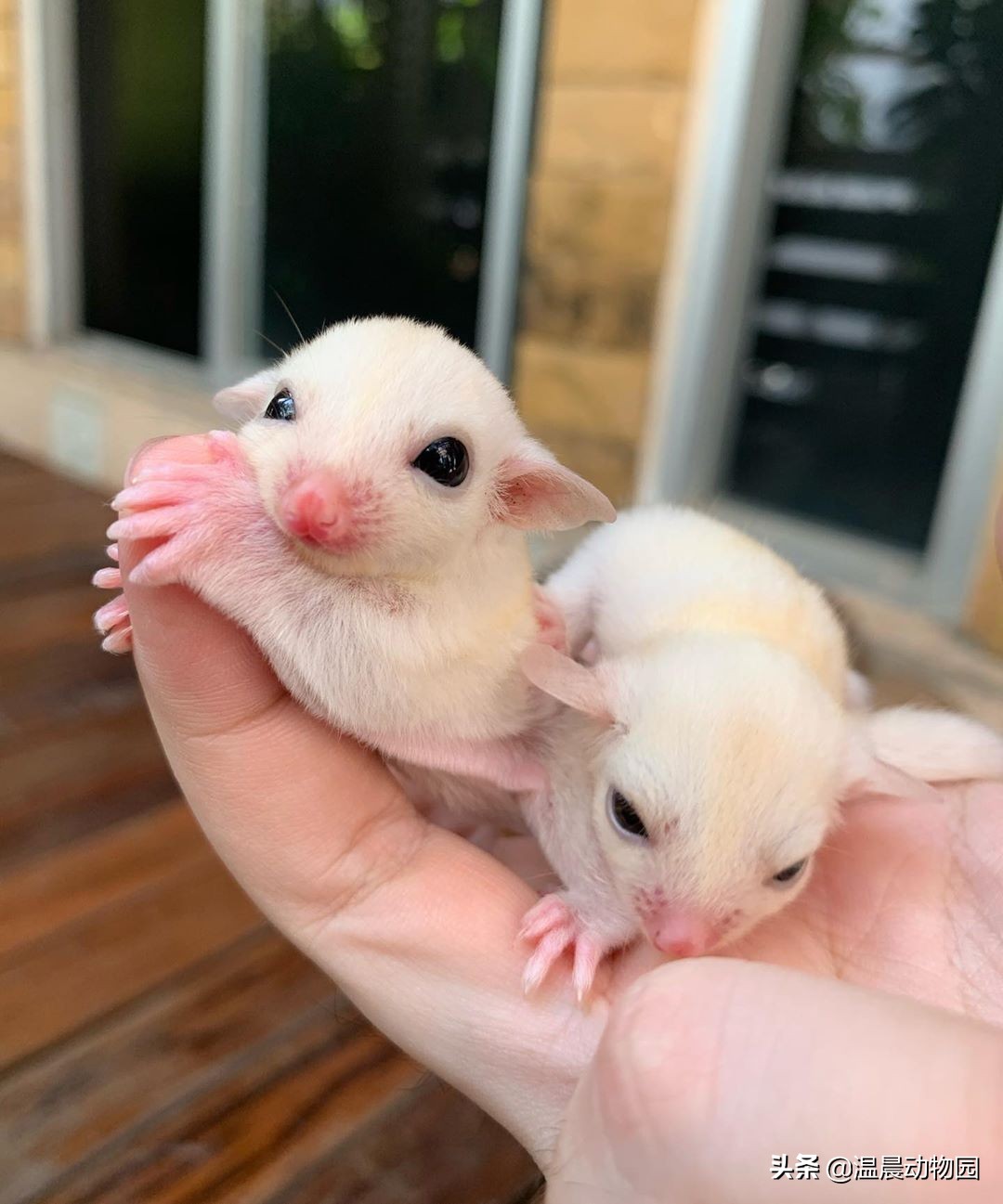 蜜袋鼯的各种叫声,蜜袋鼯发出小狗的叫声怎么回事