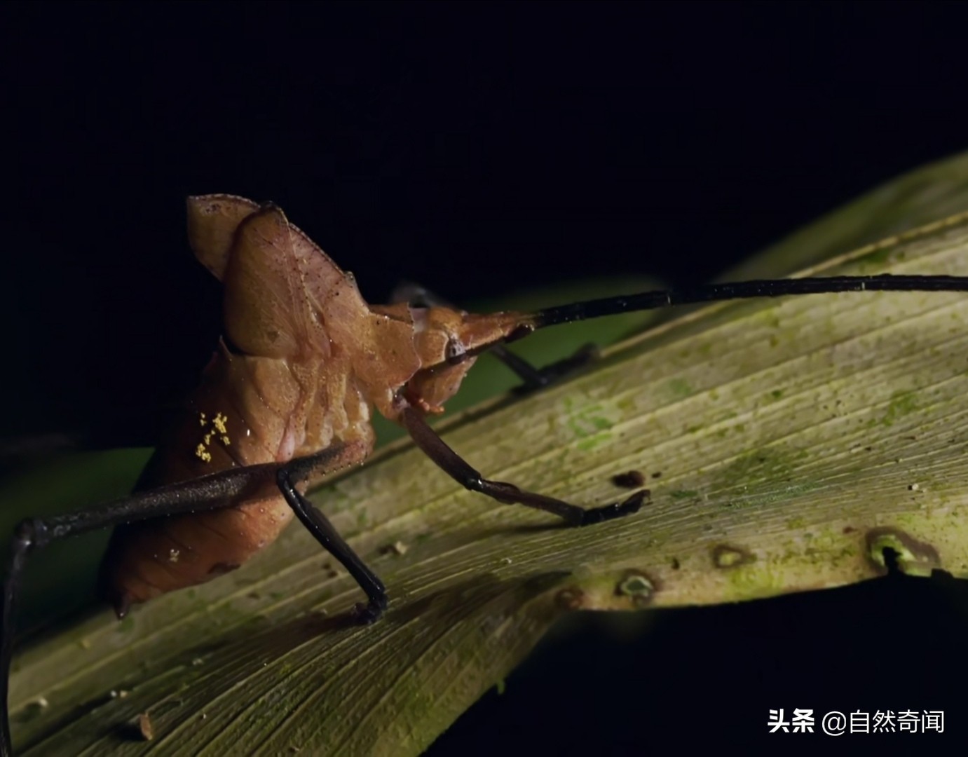 亚马逊十大凶猛植物,巴西亚马逊热带雨林动植物
