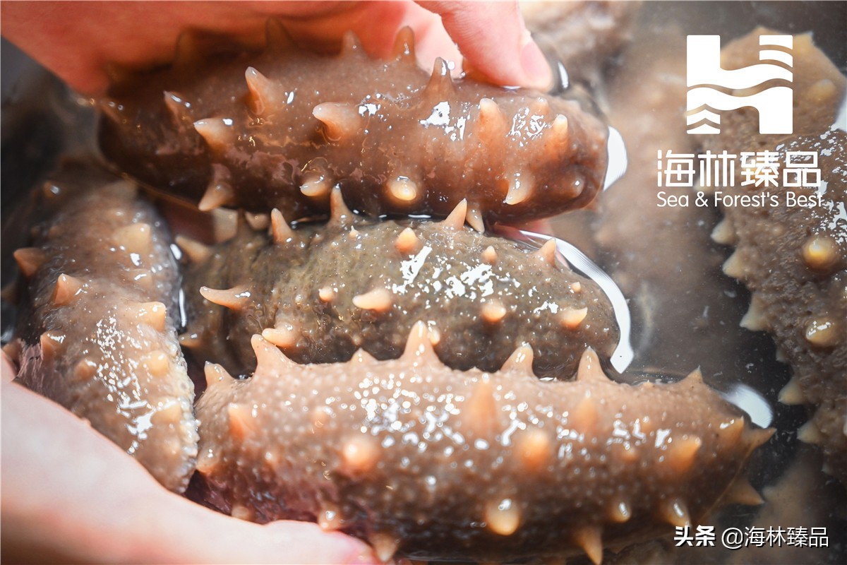 野生海参探店,野生海参采捕视频大全