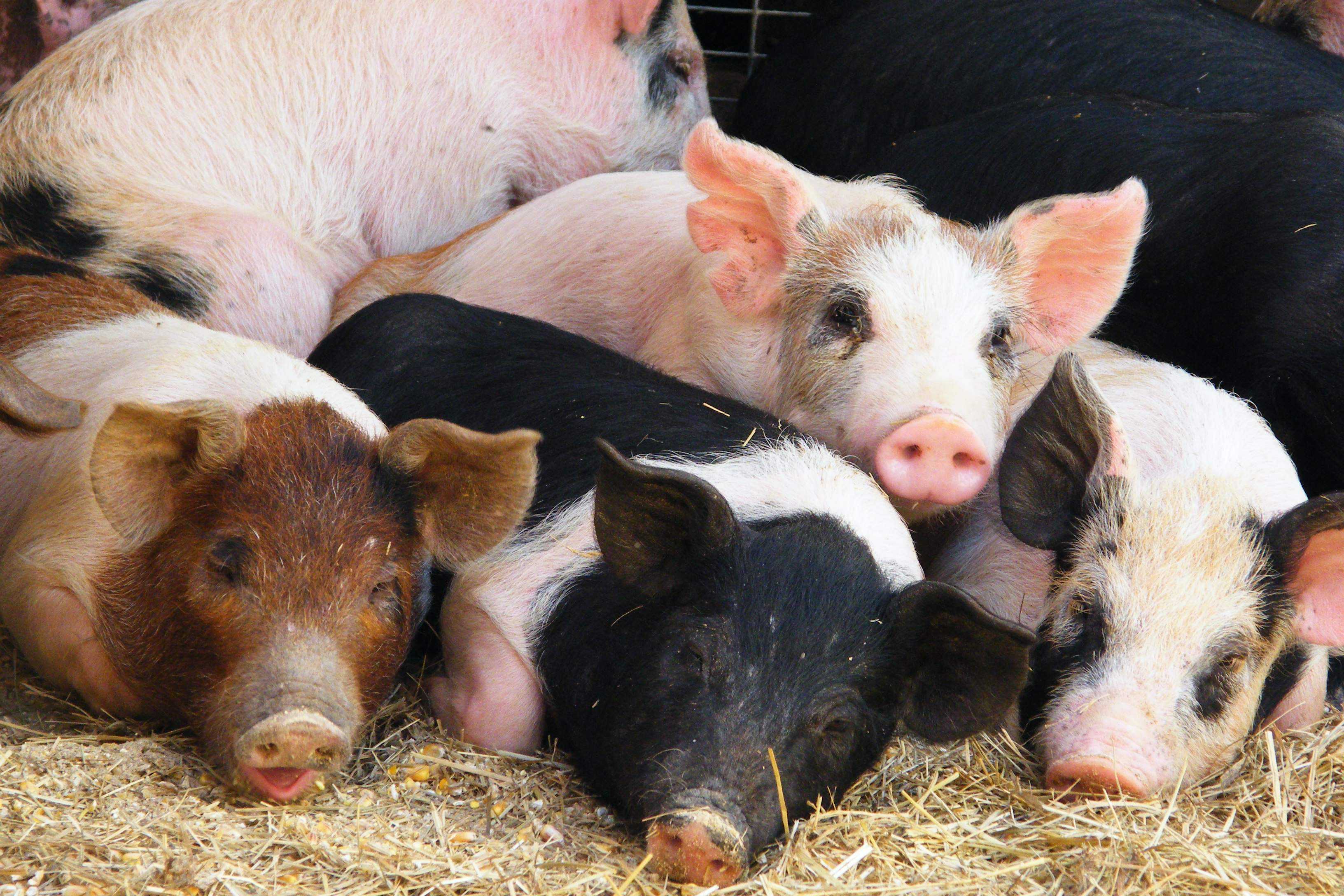 母猪产后怎样用中草药消炎,母猪产后消炎用哪些方法