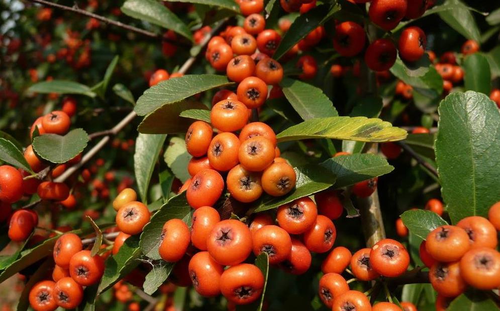 火棘吉祥果种植方法,火棘适合在广东种植吗