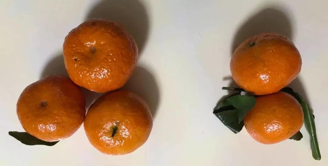 斯奎尔全脑数学讲解3到4岁,四岁学完所有课程