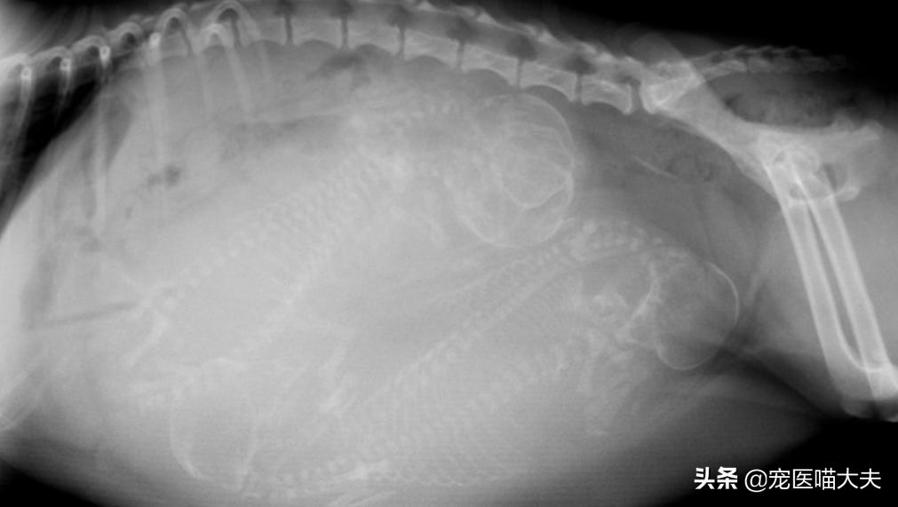 狗狗怀孕50天左右都有什么症状,狗狗怀孕45天到50天有啥症状