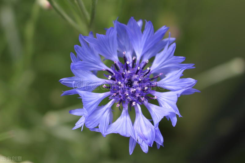 什么花适合送生日花,你的生日代表的花朵及寓意图片