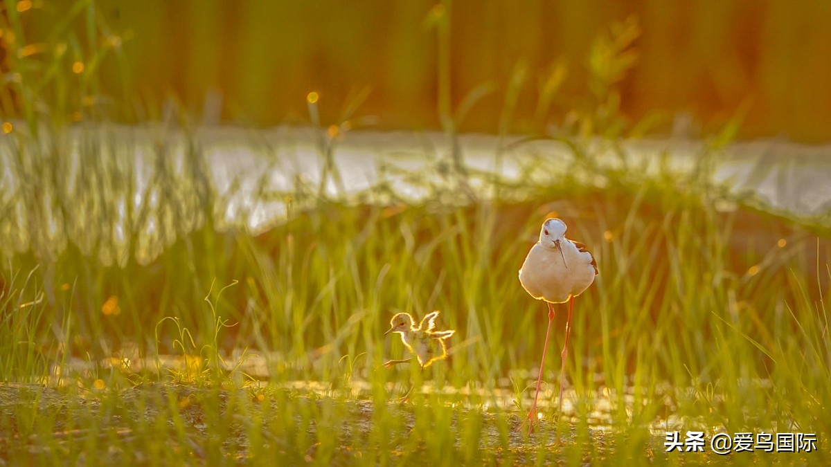 2020观鸟,观鸟大年影片