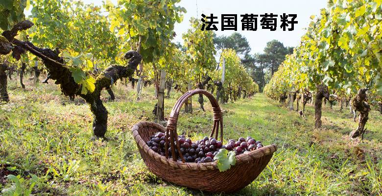 胶原蛋白葡萄籽和vc怎么吃,肌肤秘钥胶原蛋白葡萄籽