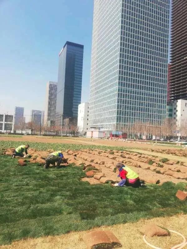 相约油菜花海完整视频,泰达油菜花海