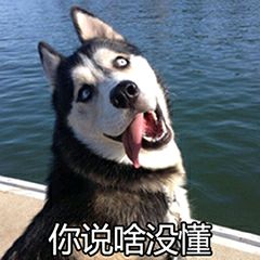 有些狗子玩着玩着就打架了,有些狗子表面上人畜无害吵起架来