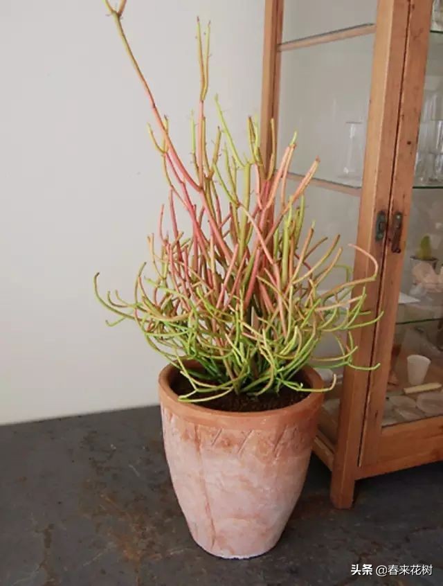 光棍树养殖方法,招财光棍树怎么样扦插