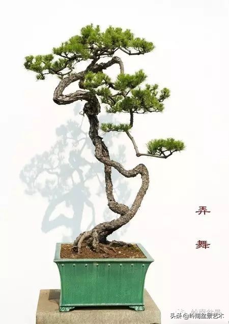 以根代杆下细上粗式盆景图片,各种老根盆景