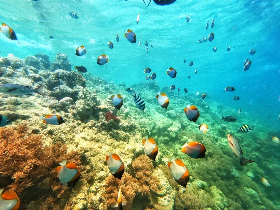 菲律宾签证最新申请条件及流程,如何自己办理菲律宾签证手续流程