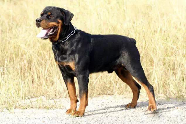 最聪明的十大狗狗品种介绍,史上最全的狗狗品种记得收藏