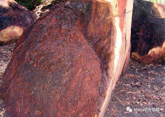 美国硬木干货价格,北美硬木排行