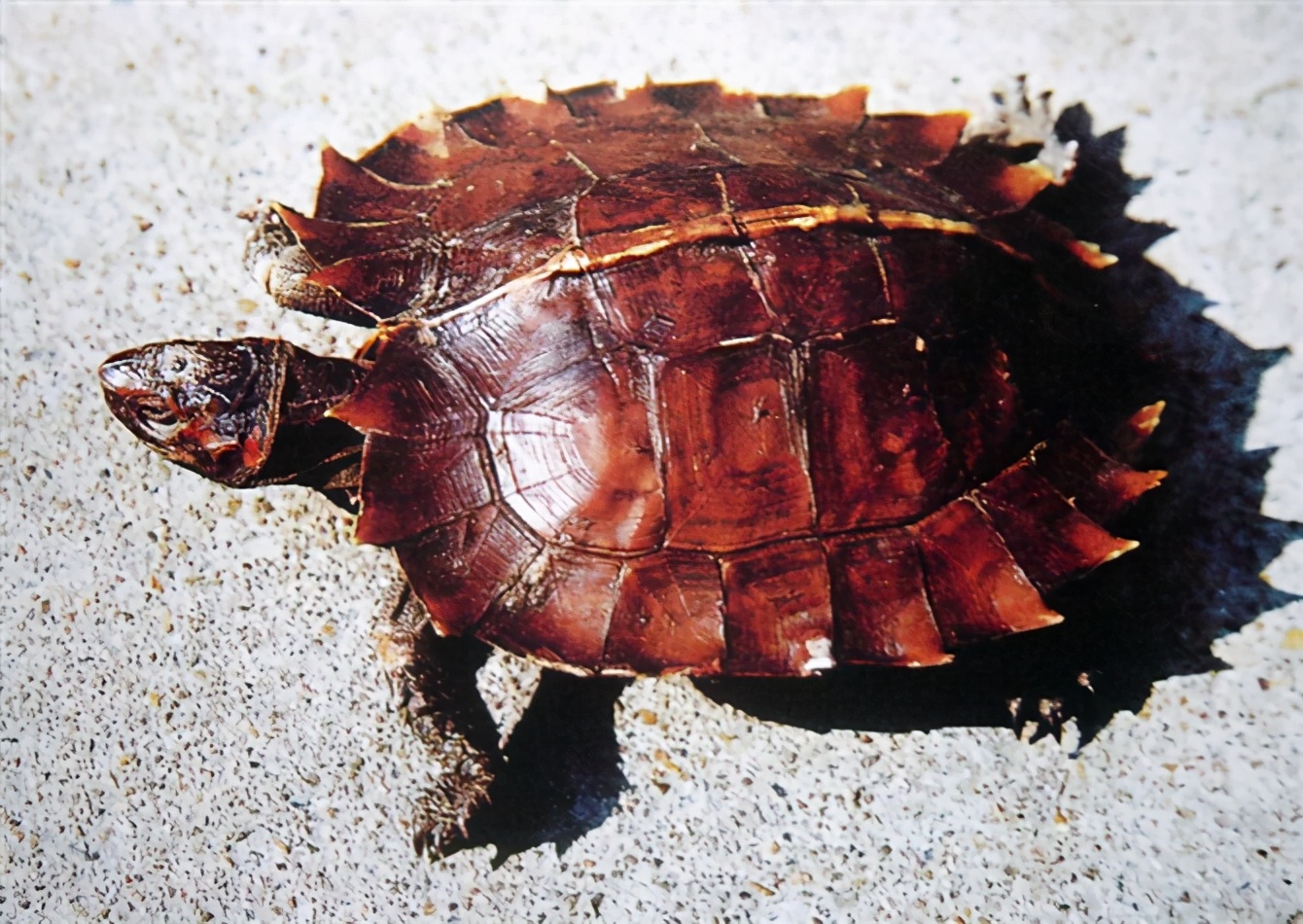 各种龟类图片大全大图,龟类展示会