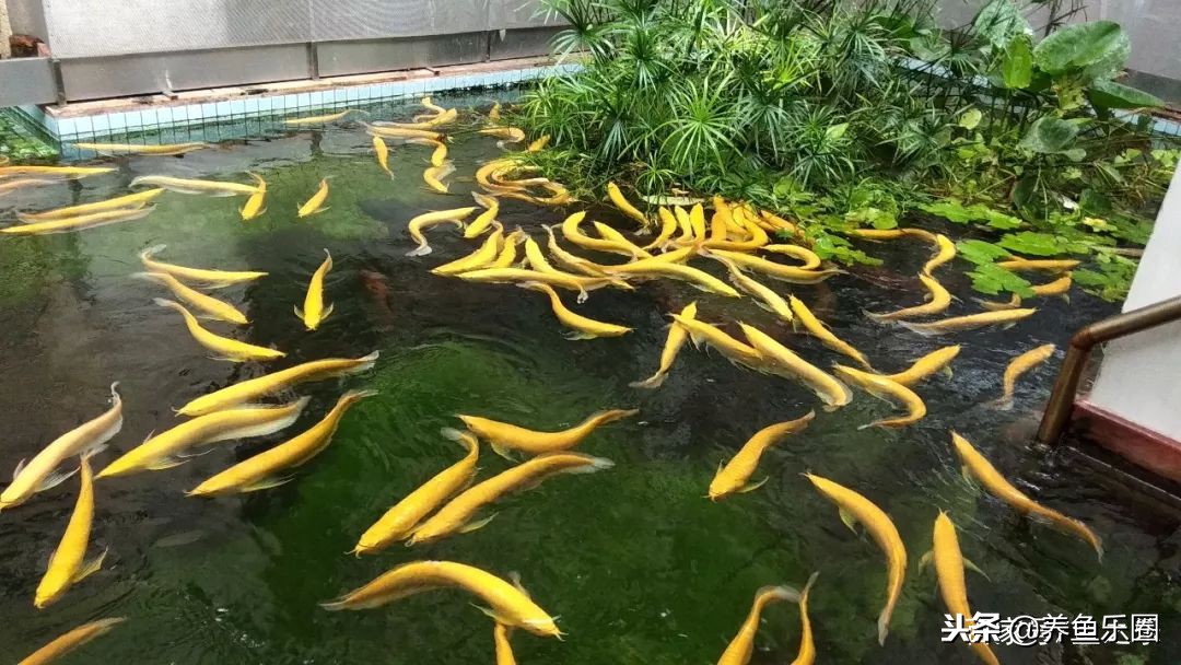 这位土豪家的渔场,光滤材就花了500多万,你确定不要见识一下?