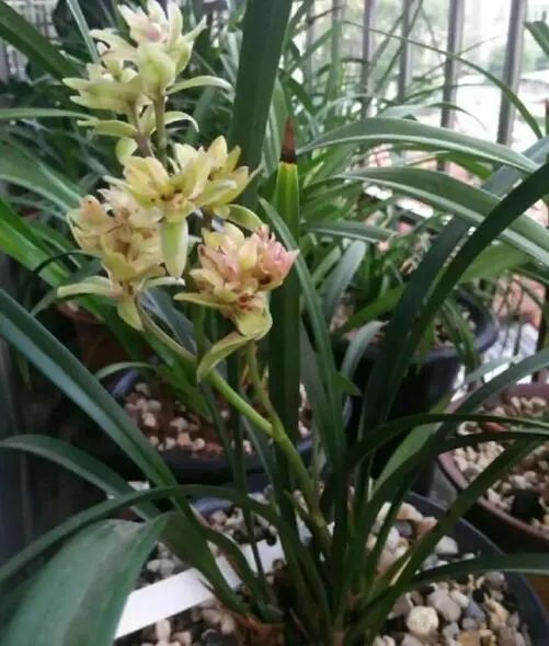 曾是天价兰的品种,天价兰品种