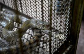 巨蟒蛇是不是世界上最大的巨蟒,巨蟒最长能达到500米