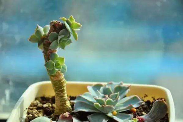 多肉砍头发芽后怎么养护,碧桃多肉砍头扦插可以带着枝条吗