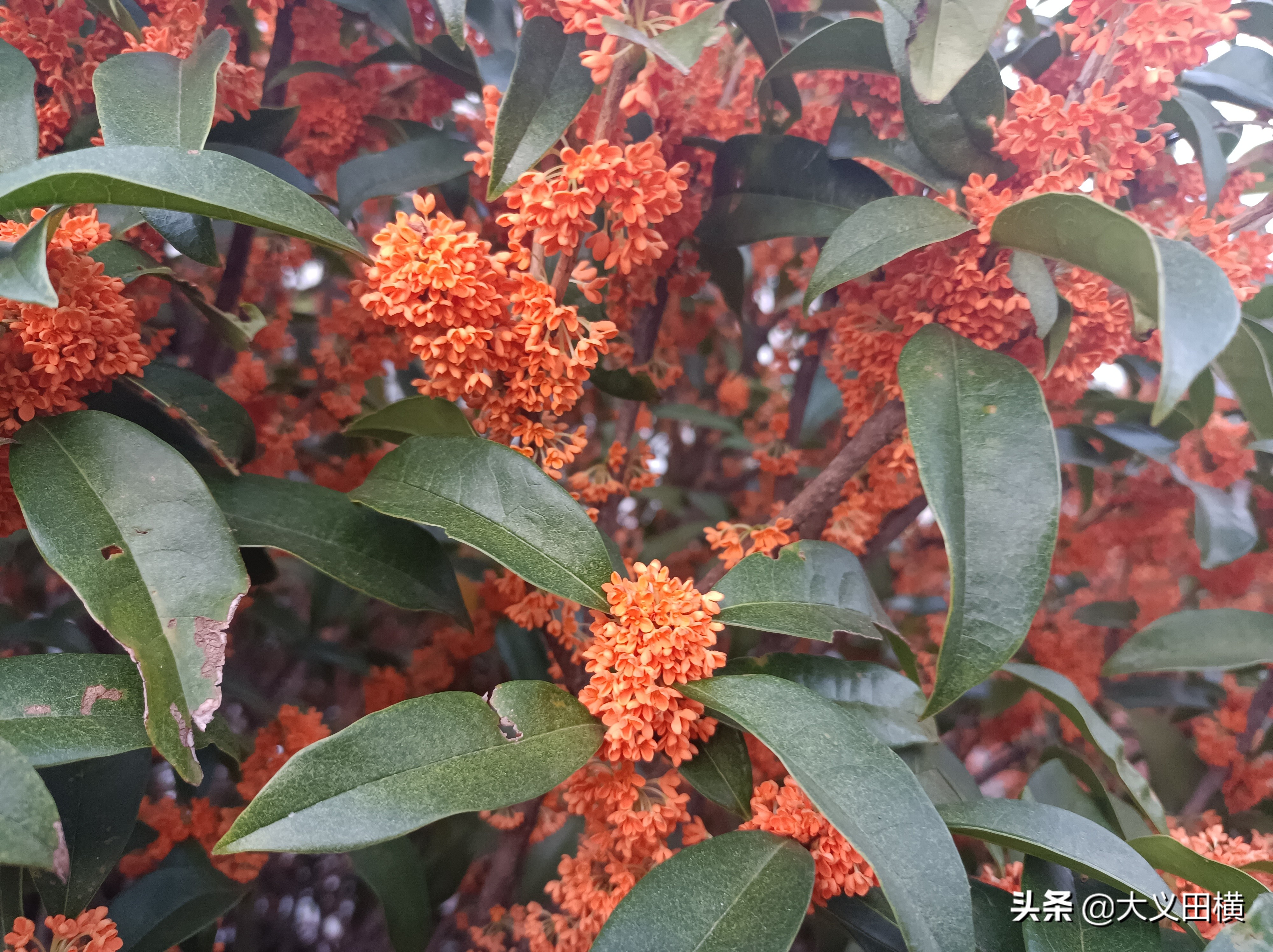 秋天到了金桂有什么变化,金桂为什么没有香味