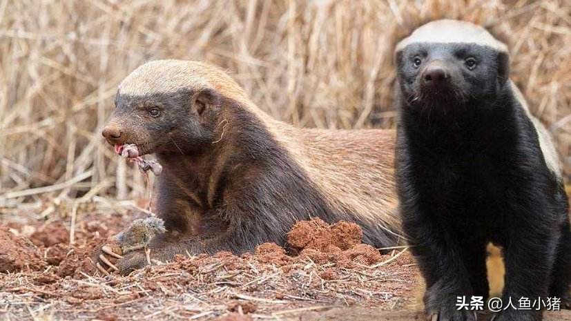 野生蜜獾平头哥,平头哥蜜獾如何生存