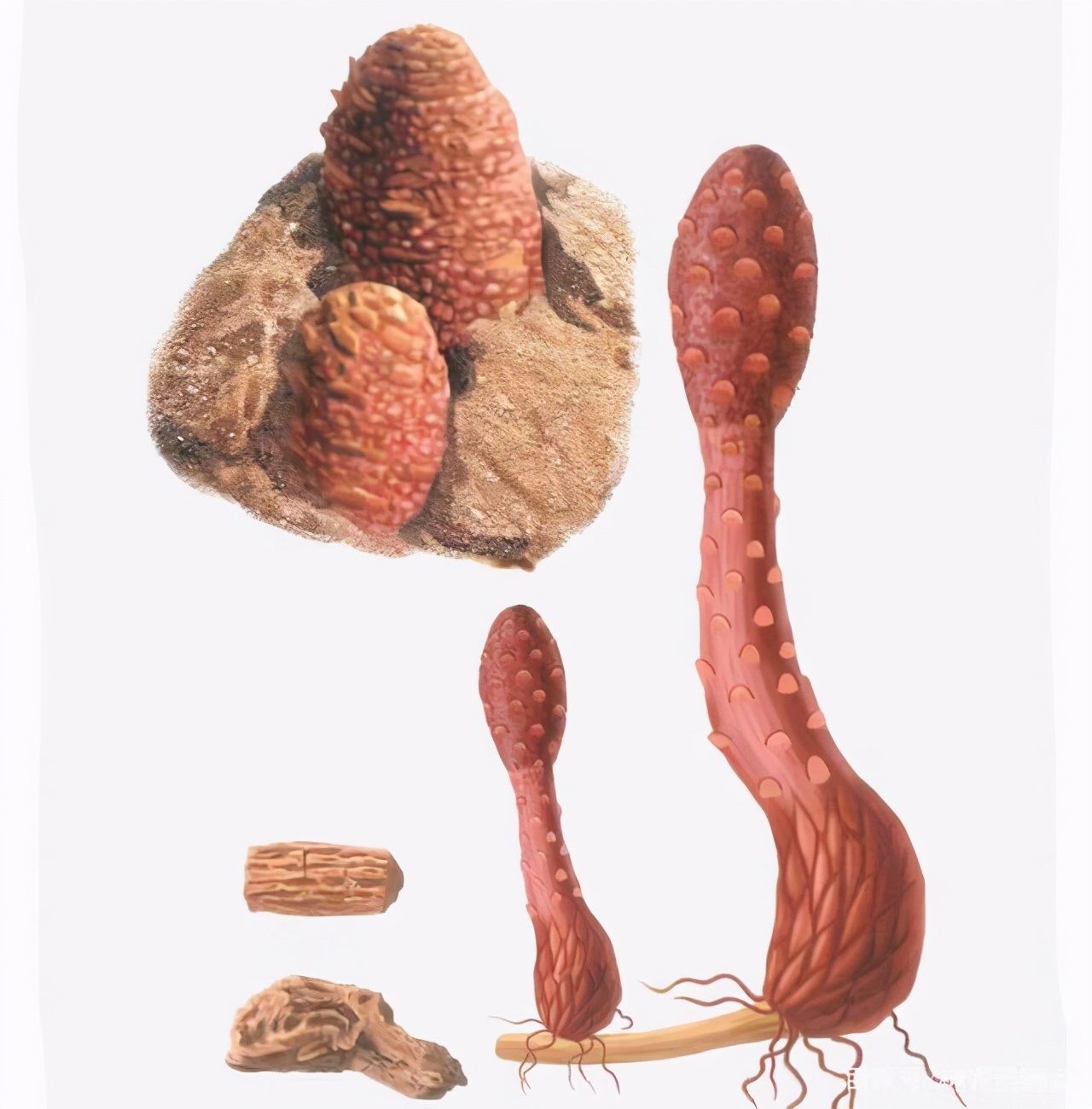 中药锁阳治什么病,中药古今研究羌活